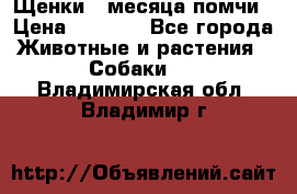 Щенки 4 месяца-помчи › Цена ­ 5 000 - Все города Животные и растения » Собаки   . Владимирская обл.,Владимир г.